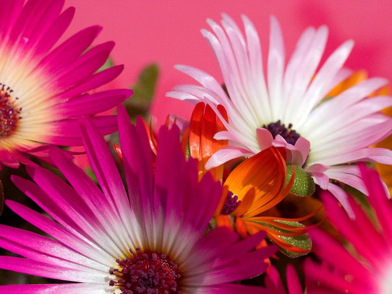 Fleur X - Blumen - Blumen von Herma Egberts