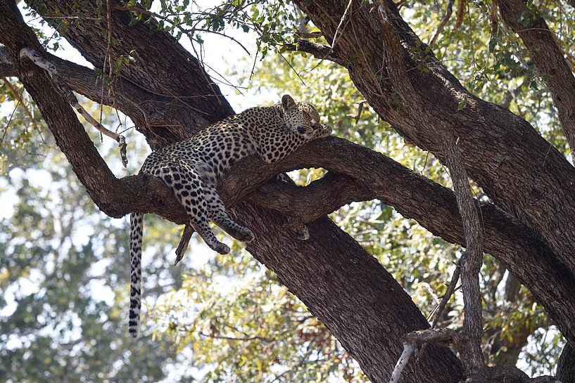 Sleeping Leopard by Bennie Krajenbrink