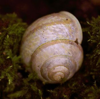 snail shell