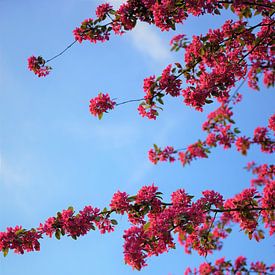 Fleur de cerisier japonais sur Tina Hartung