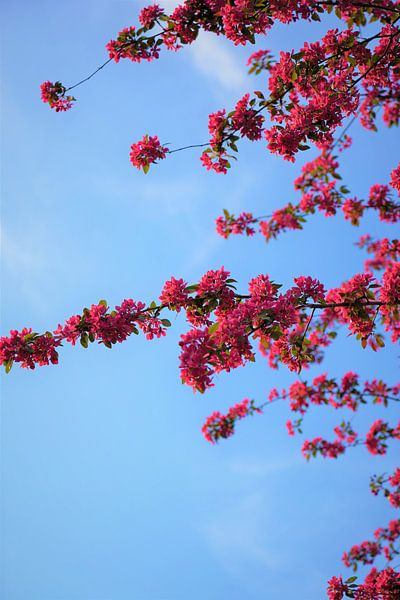 Japanische Kirschblüte von Tina Hartung