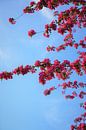 Fleur de cerisier japonais par Tina Hartung Aperçu