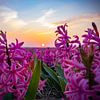 Hyacinths by Johan Mooibroek