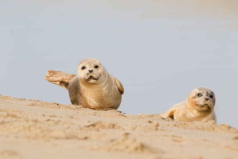 Twee zeehonden van Anne Ponsen