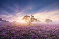 Zonsopkomst Zuiderheide