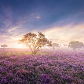 Sunrise South Heath by Gerard Veenhof