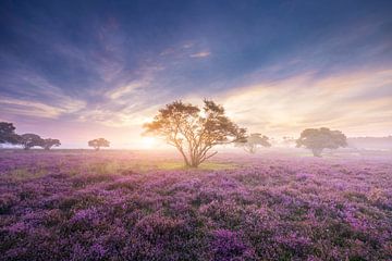 Sunrise South Heath by Gerard Veenhof
