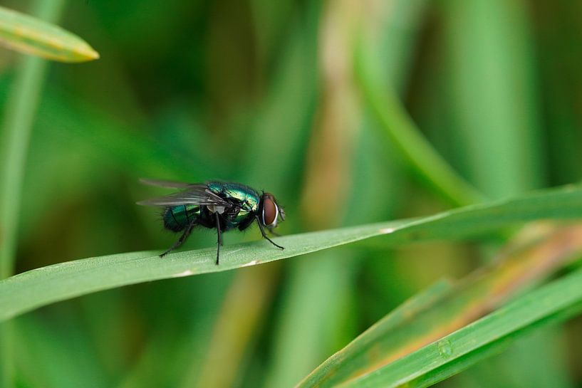 Photo by Barry van Rijswijk
