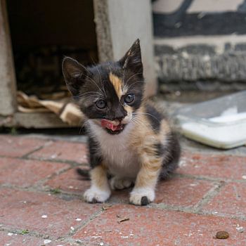 Een kitten in Üsküdar, Istanboel