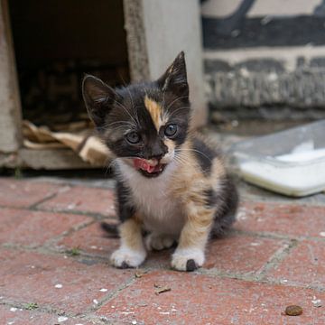 Een kitten in Üsküdar, Istanboel van Niels Maljaars