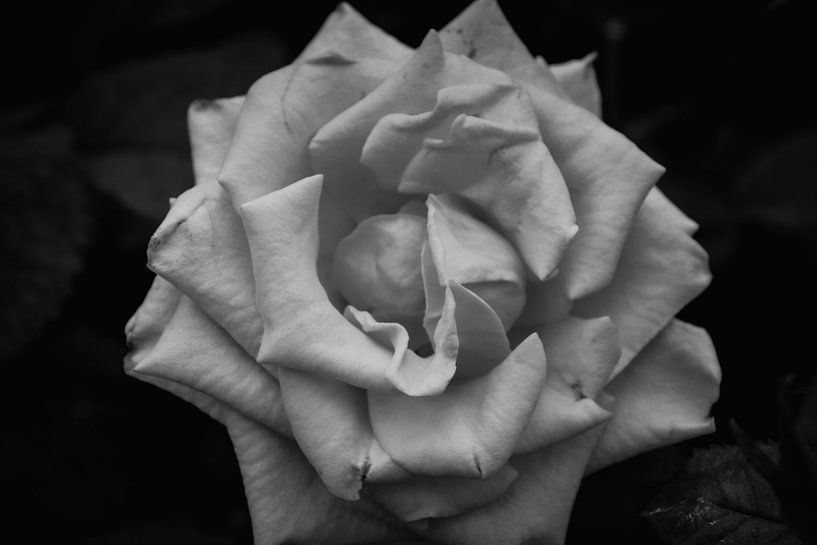 Roos zwart wit von Stedom Fotografie