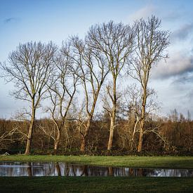 Bomenrij in de Gemene Weidebeek van Mister Moret