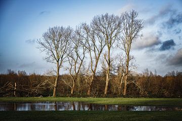 Rangée d'arbres dans le ruisseau Common Meadow