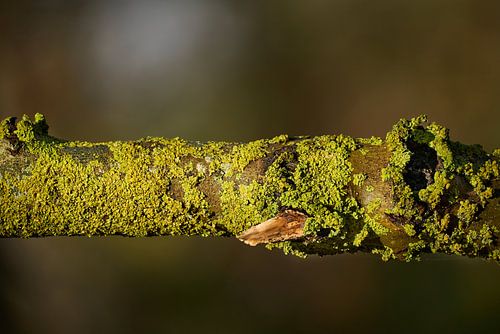Herfst groen ... van Eric Fotografie
