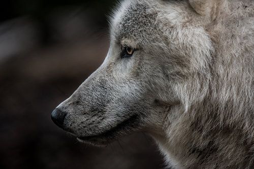 Arktisches Profil des Louvards