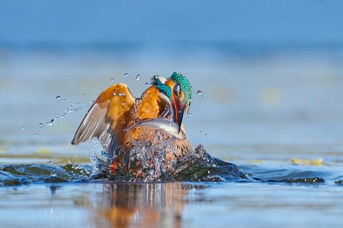IJsvogel - In een flits