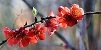 Japanse sierkwastbloemen van Werner Lehmann thumbnail