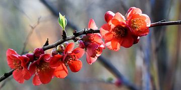 Japanese ornamental quince flowers by Werner Lehmann