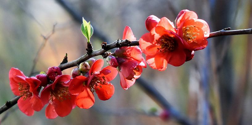 Japanse sierkwastbloemen van Werner Lehmann