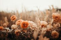 Orange Fowers