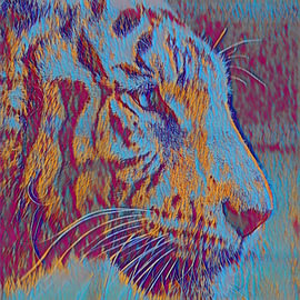 Tijger in kleur, groots, speels en vrolijk van Hauwert Photography