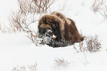 Muskusossen in diepe sneeuw in het nationaal park Dovrefjell-Sunndalsfjella N van Frank Fichtmüller