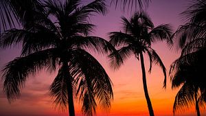 Palmbomen bij zonsondergang op Curaçao