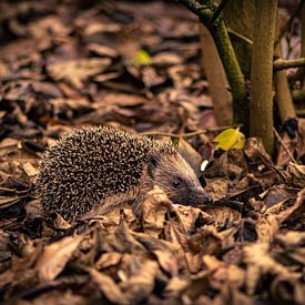 Hedgehog by Ingrid Aanen