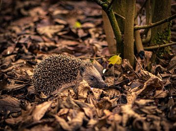 Hedgehog by Ingrid Aanen