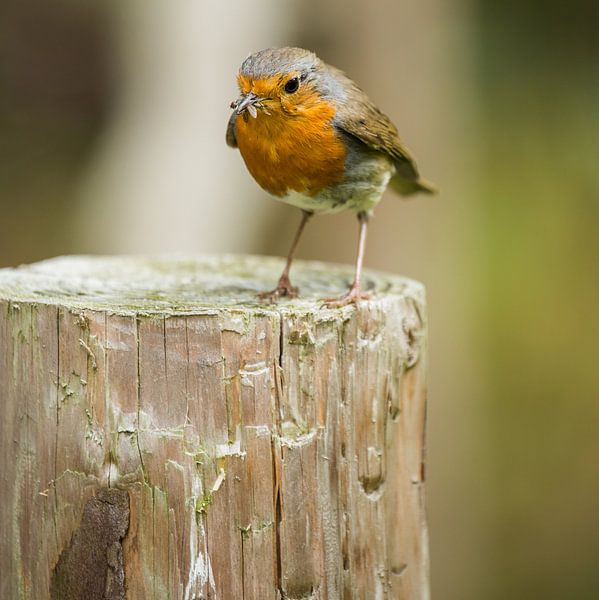 Robin I by Fotografie Jeronimo