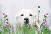 Flower boy