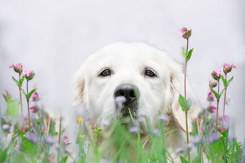 Flower boy