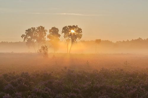 3 bomen in de mist op de Rucphense Heide