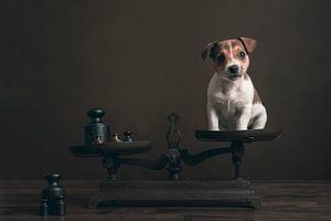 Jack Russel Welpe