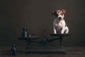 Jack Russel puppy