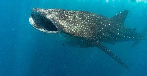 Walvishaai in de Indische Oceaan