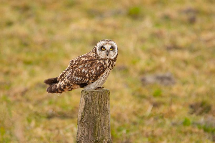 Short-eared owl (Asio flammeus) by Gert Hilbink
