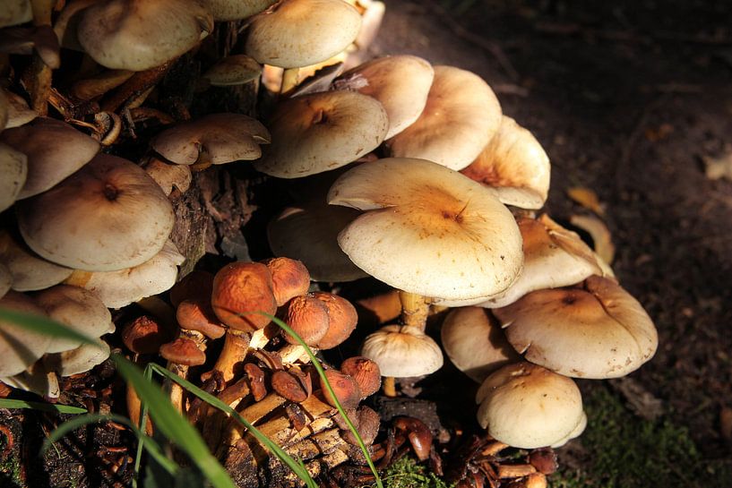 Herbst von Reka Revasz
