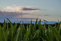 Corn field
