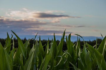 Corn field by Onno van Kuik