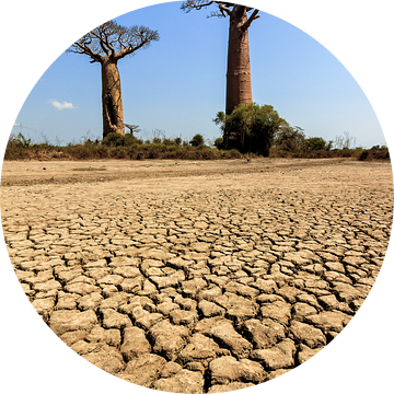 Gebarsten grond Baobabs van Dennis van de Water