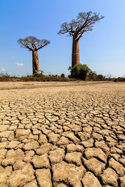 Gebarsten grond Baobabs von Dennis van de Water