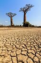 Gebarsten grond Baobabs von Dennis van de Water Miniaturansicht