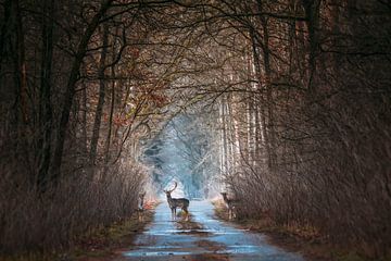 In the fairytale forest by Heiko Lehmann