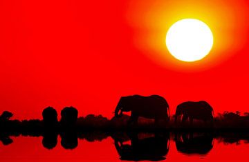 Elephants in the sunset at Chobe river, Botsuana