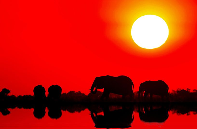 Elephants in the sunset at Chobe river, Botsuana par W. Woyke