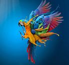 Flying Colours, sulaiman almawash von 1x Miniaturansicht