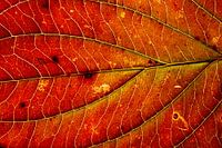 Gros plan d'une feuille d'automne rouge chaud