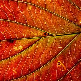 Nahaufnahme eines warmroten Herbstblattes von Michel Vedder Photography