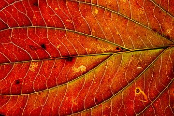 Close-up van een warm rood herfstblad van Michel Vedder Photography